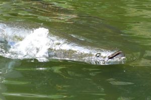 Fishing in Thailand Newsletter - October 2019 21