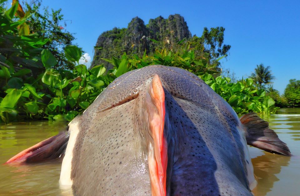 Fishing in Thailand Newsletter - October 2019 20
