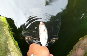 Fishing in Thailand Newsletter - October 2019 22