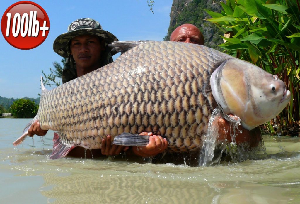 Fishing in Thailand - November 2019 8 Fishing in Thailand - November 2019 8