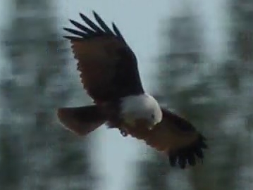 Fishing in Thailand - September 2020 26 Fishing in Thailand - September 2020 26