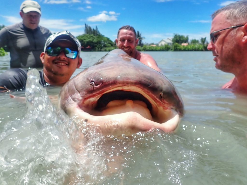 Jurassic produces a massive 350lb+ Giant Mekong Catfish 1 Jurassic produces a massive 350lb+ Giant Mekong Catfish 1
