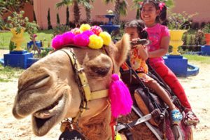 Camel Republic 5