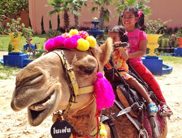 Camel Republic 5