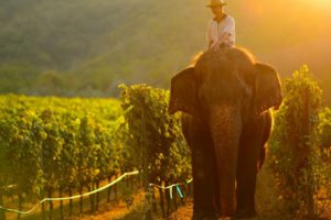 Vinohrad Monsoon Valley Vineyard 12