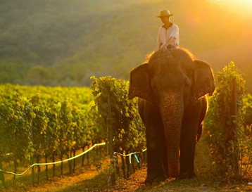 Vinohrad Monsoon Valley Vineyard 12