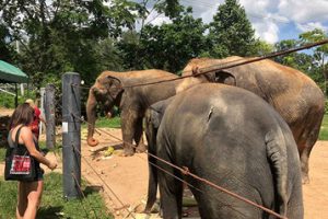 WFFT Animal Rescue Sanctuary 19