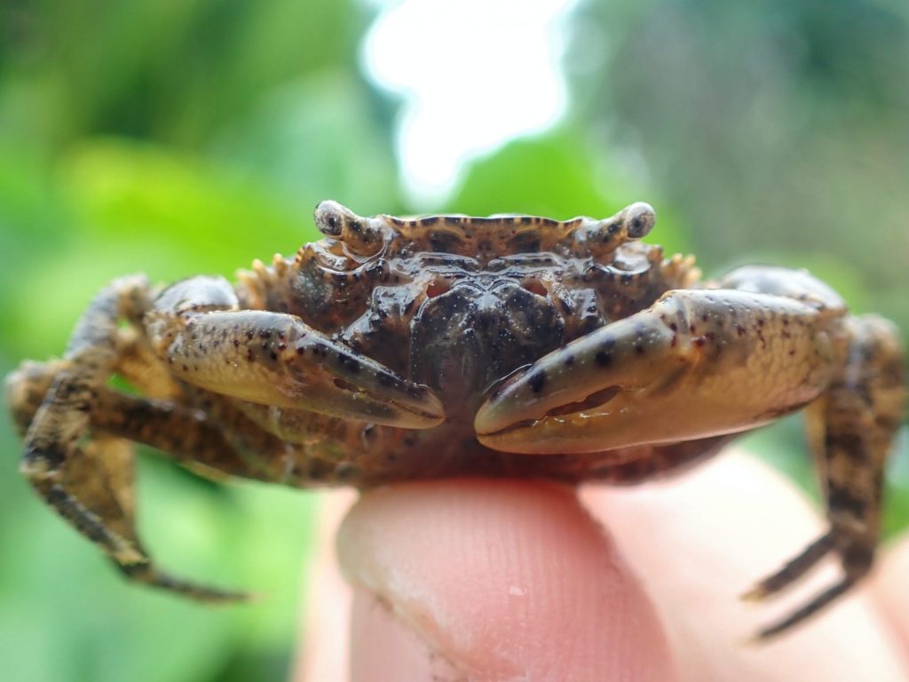 Fishing in Thailand - September 2020 25 Fishing in Thailand - September 2020 25