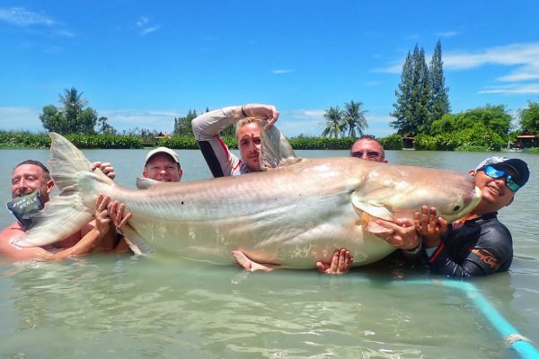 Giant Mekong catfish