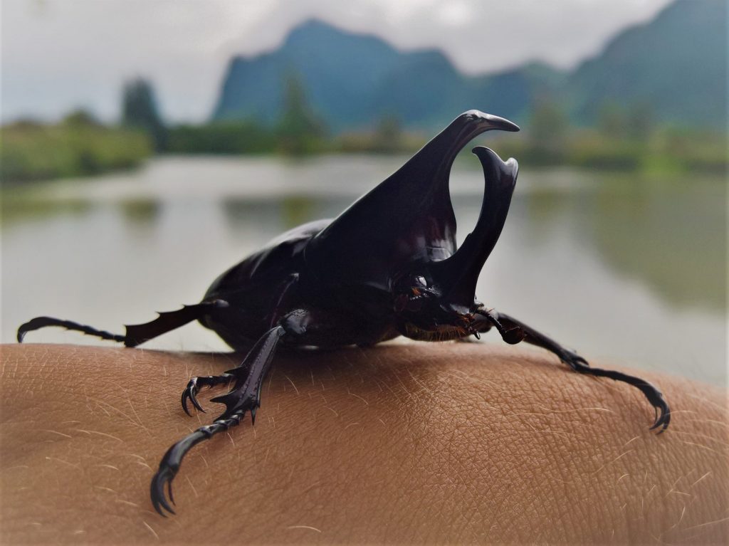 Fishing in Thailand - September 2020 27 Fishing in Thailand - September 2020 27